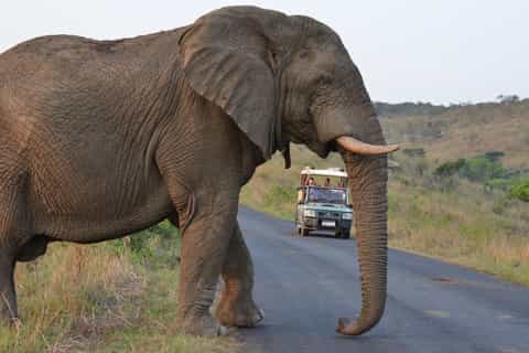 Hluhluwe-Imfolozi & Emdoneni Wild Cat Project Private Tour