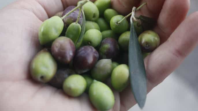 creta experiencia en la granja con clase de cocina cerámica y comida