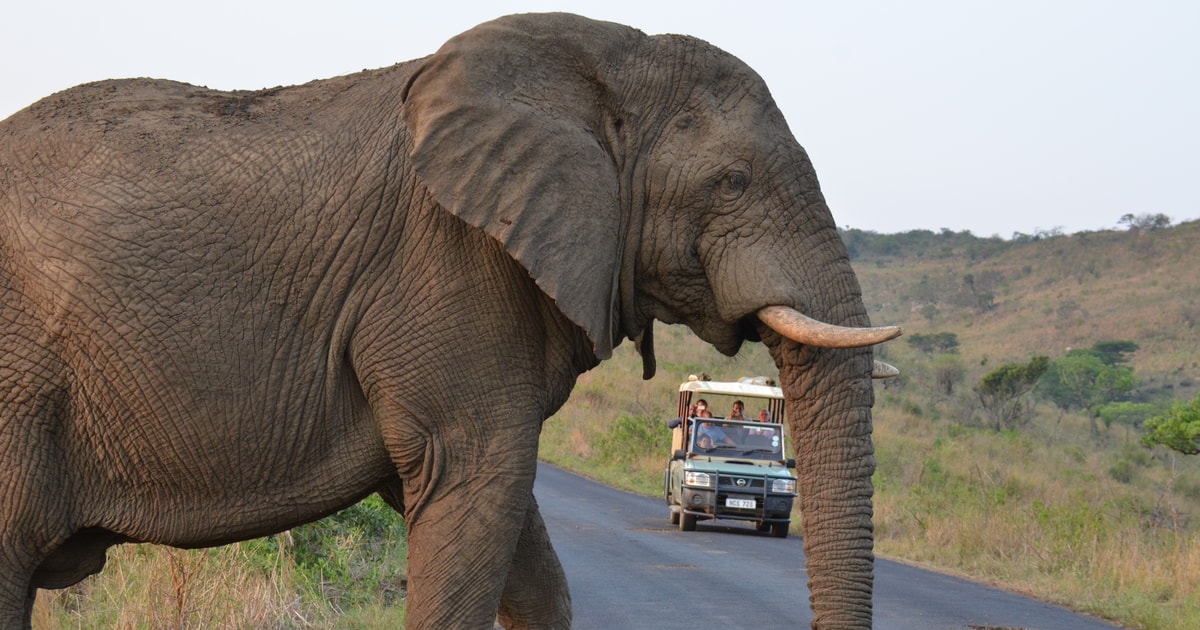 From Durban Hluhluwe Imfolozi Game Reserve Day Trip GetYourGuide