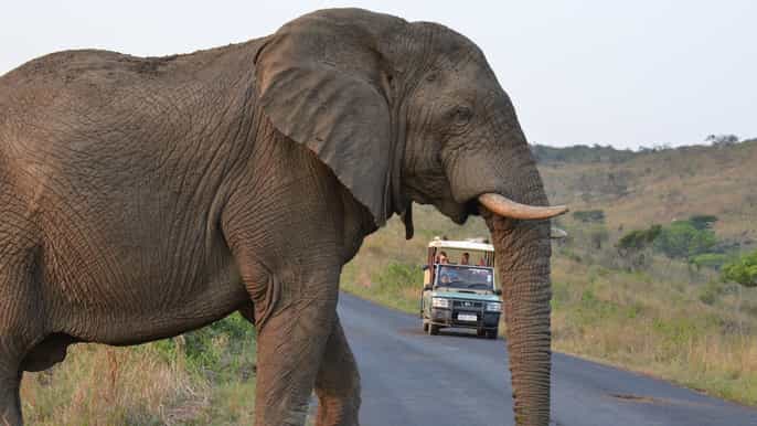 from durban hluhluwe imfolozi game reserve private tour