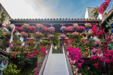 Guided Tour of the Patios