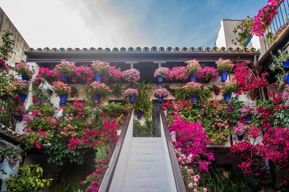 Blue flowerpots covering a white courtyard wall during Córdoba's patio season