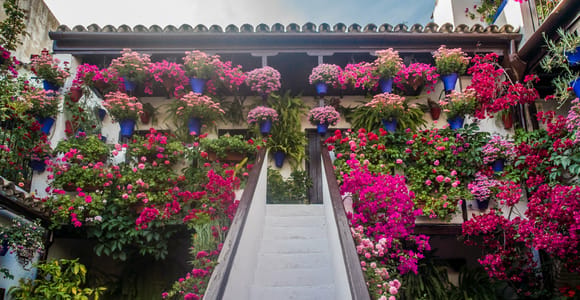 Córdoba: Guided Tour of the Patios