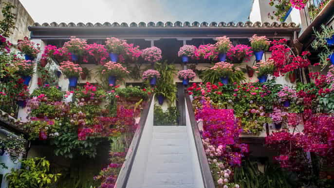 córdoba visita guiada por los patios