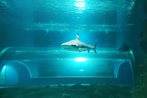 Lanzarote: Aquarium Entry Ticket