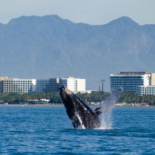 Puerto Vallarta: crucero de avistamiento de ballenas