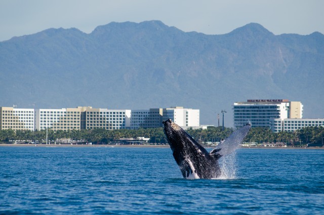 Visit From Puerto Vallarta/Nuevo Vallarta Whale Watching Cruise in Puerto Vallarta