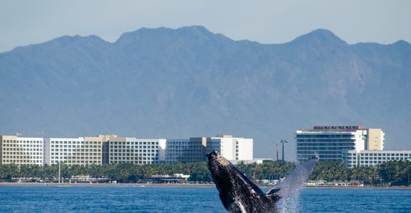 Catamaran Whale Watching Cruise with Open Bar & Meals