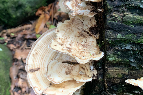 El Yunque National Rainforest: Nature Walk and Beach Trip