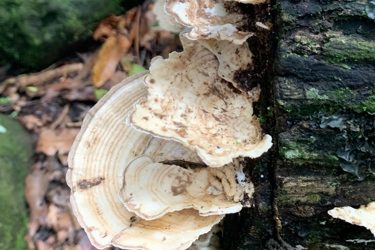 El Yunque National Rainforest: Nature Walk and Beach Trip