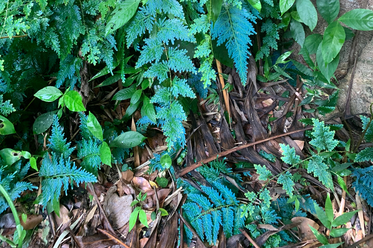 El Yunque National Rainforest: Nature Walk and Beach Trip