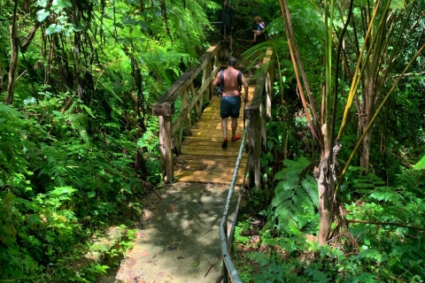 Forêt pluviale nationale d'El Yunque : promenade dans la nature et excursion à la plage
