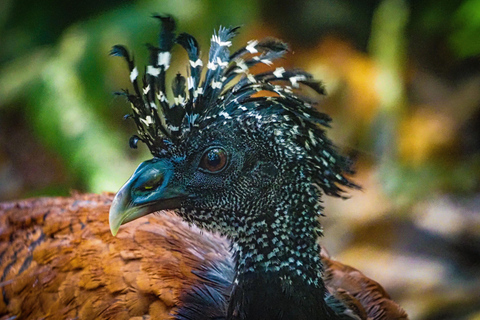 Uvita: Corcovado Rainforest & Wildlife Adventure