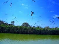 Tumbes, Santuario Nazionale di Mangrove - Hizvo