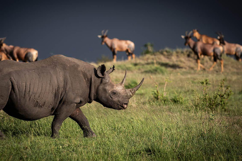 Safari de 7 días con los Cinco Grandes en el norte de TanzaniaMaravillas de la naturaleza