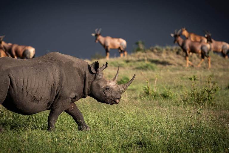 7-Day Big Five Safari in Northern TanzaniaWildlife Wonders