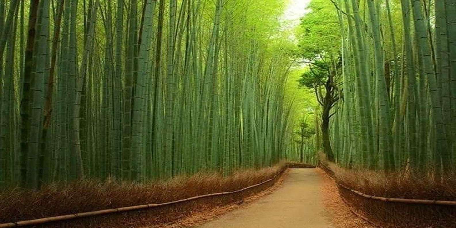 Kyoto:Private Guided Tour on Luxury Vehicle with photography
