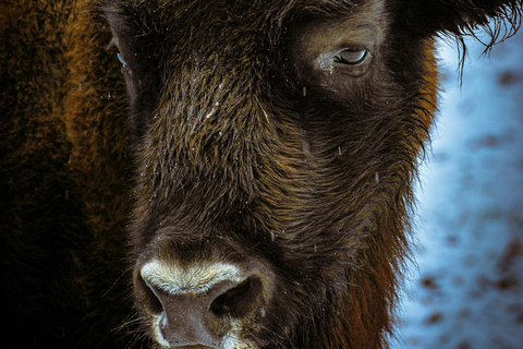 Bucharest: Bison Reserve and Mogoșoaia Palace Small Group