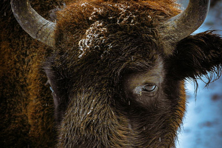 Bucharest: Bison Reserve and Mogoșoaia Palace Small Group
