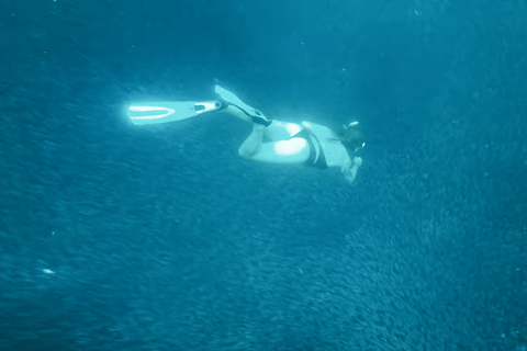 Cebú:Excursión en grupo con tiburón ballena, cascada y carrera de sardinas+Comida