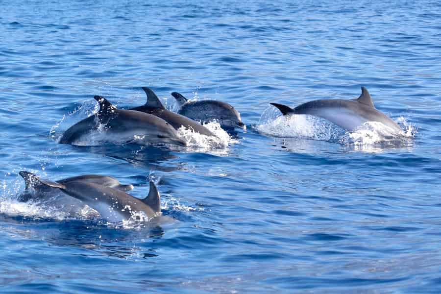 Pollença: Bootsausflug zur Delfinbeobachtung. Foto: GetYourGuide