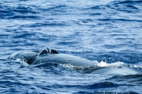 From Ponta Delgada, Whale and Dolphin Watching Trip - Housity