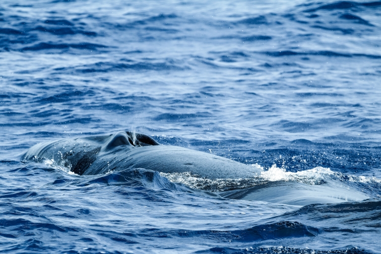 Ab Ponta Delgada: Delfin- und Whale Watching TourDelfin- und Whalewatching mit dem Katamaran