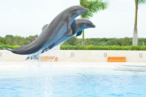Punta Cana: Nada con delfines en la piscinaPunta Cana: Encuentro de nado con delfines