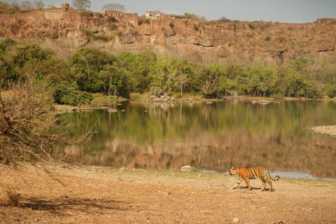 5 dagars safari till Tsavo East/West och Amboseli från Mombasa