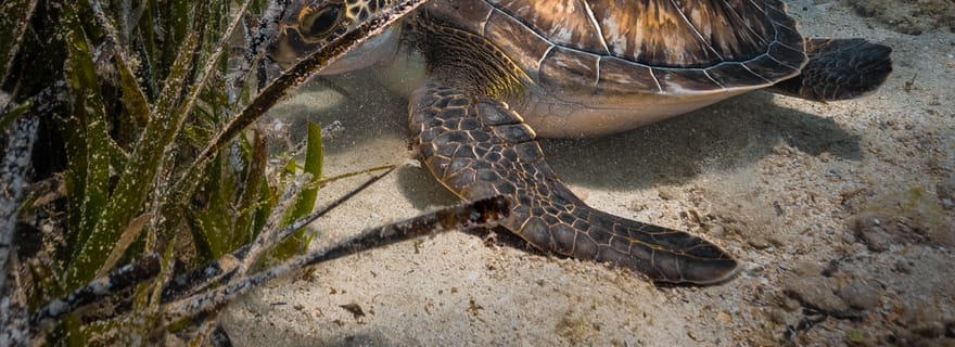 Protaras : Découvrez la plongée sous-marine (pour les débutants)