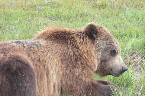 Anchorage: Portage Glacier en Wildlife Explorer Cruise