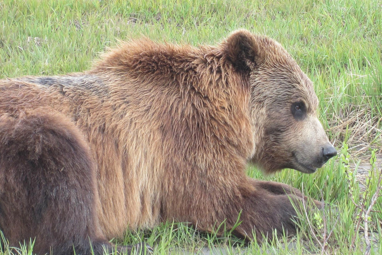 Anchorage: Portage Glacier en Wildlife Explorer Cruise