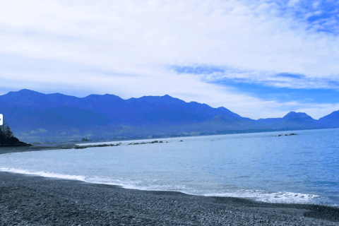 Christchurch: Kaikoura Day Tour with Hotel Pickup
