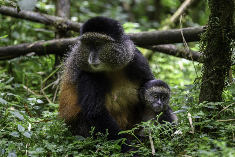 4 Days of Wildlife, Gorillas and Golden Monkey Trekking