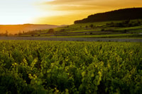 Beaune, Weinprobe im Château de Pommard - Hizvo