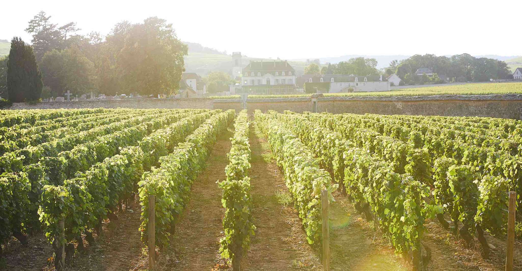 Beaune, wijnproeverij in Château de Pommard - Hizvo