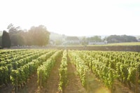 Beaune, Weinprobe im Château de Pommard - Hizvo