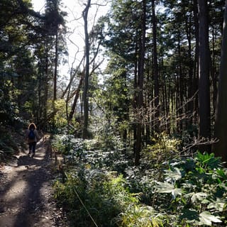 Kamakura: Daibutsu Hiking Trail Tour with Local Guide