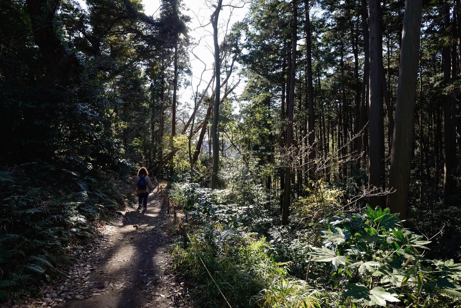 Von Kamakura: Daibutsu-Wanderung mit ortskundigem Guide