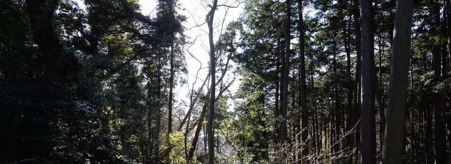 Au départ de Kamakura : randonnée sur le sentier Daibutsu avec un guide de la région