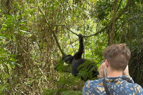 3-daagse gorillatrektocht Mgahinga Gorilla NP Oeganda via Rwanda