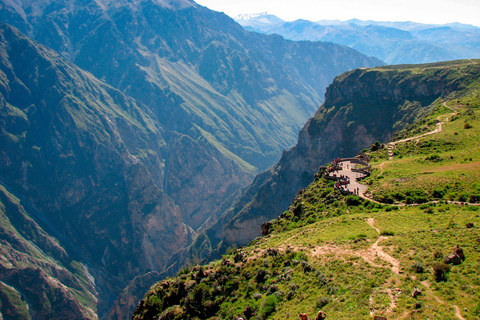 Colca Canyon Day Trip + Transfer to Puno with Meals