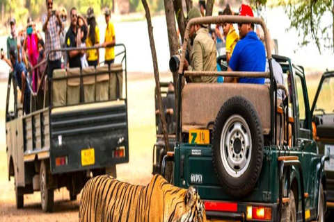 Ranthambore: core zone-1 to 5 Gypsy Tiger Safari with Lunch Ranthambore:core zone 1 to 5 canter jungle safari with lunch