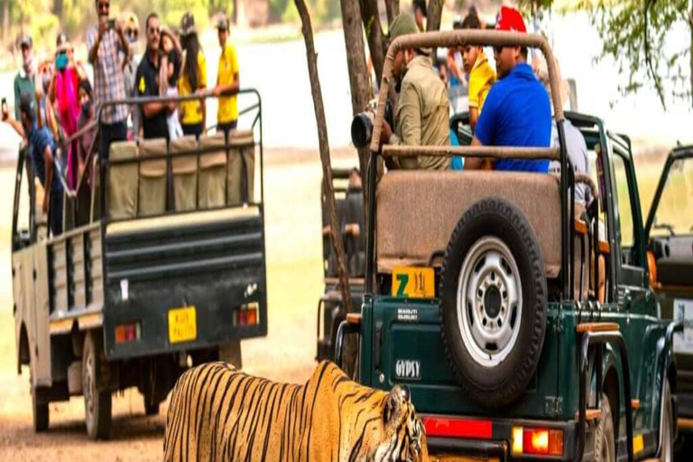 Ranthambore: core zone-1 to 5 Gypsy Tiger Safari with Lunch Ranthambore:core zone 1 to 5 canter jungle safari with lunch
