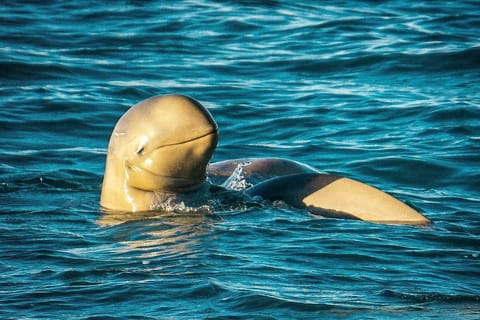 Sunset Cruise with Snubfin Dolphins, Roebuck Bay Marine Park - Image 2