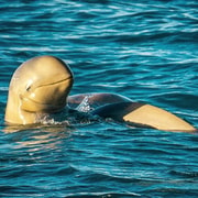 Sunset Cruise with Snubfin Dolphins, Roebuck Bay Marine Park