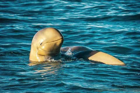 Sunset Cruise with Snubfin Dolphins, Roebuck Bay Marine Park - Image 3