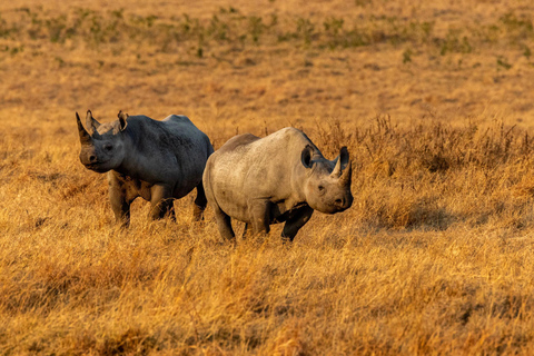 Safári de dois dias em Tarangire e na cratera de NgorongoroGrupo privado com acomodação em acampamento de luxo médio