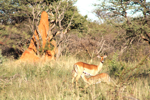 Windhoek: 3-Day Guided Safari in Etosha with Lodge