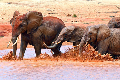 2-tägige Wildtier-Safari zum Tsavo Ost &amp; Tsavo West Park